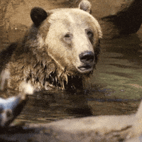 Grizzly Bear Reaction GIF by San Diego Zoo Wildlife Alliance Grizzly Bear Reaction GIF by San Diego Zoo Wildlife Alliance