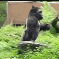 gorilla hurrying GIF gorilla hurrying GIF