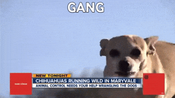 Dog Dj GIF by Hans Göran Dog Dj GIF by Hans Göran