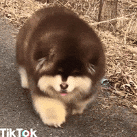 Dog Yes GIF by TikTok Dog Yes GIF by TikTok
