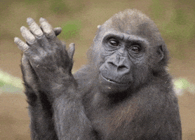 San Diego Lol GIF by San Diego Zoo Wildlife Alliance San Diego Lol GIF by San Diego Zoo Wildlife Alliance