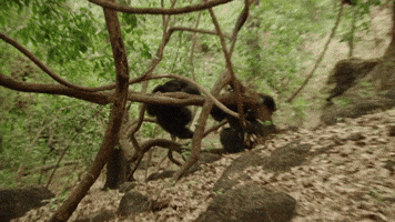 dynasties GIF by BBC Earth dynasties GIF by BBC Earth