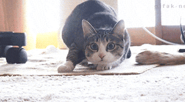 Dance Dancing GIF Dance Dancing GIF