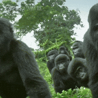 Pbs Nature Gorilla GIF by Nature on PBS Pbs Nature Gorilla GIF by Nature on PBS