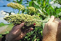 208px-Sorghum.jpg