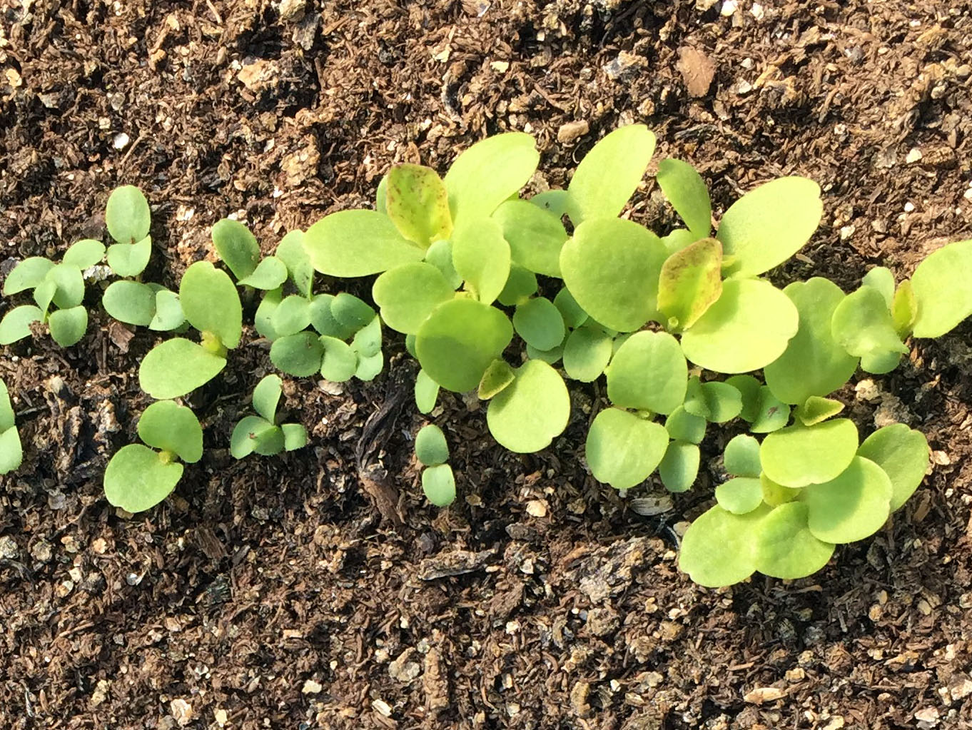 Lettuce Growing Guide Lettuce Growing Guide